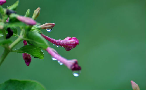 雨中花草
