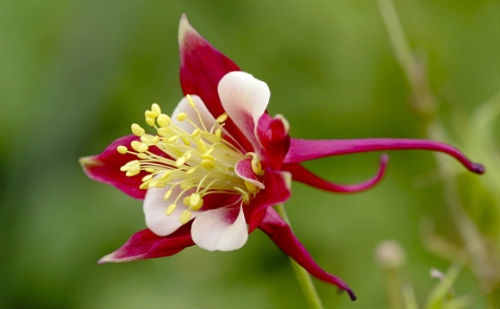 奇花异草