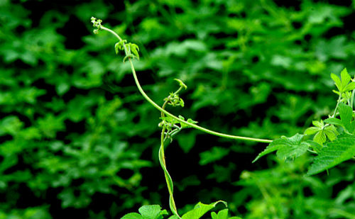 蔓草
