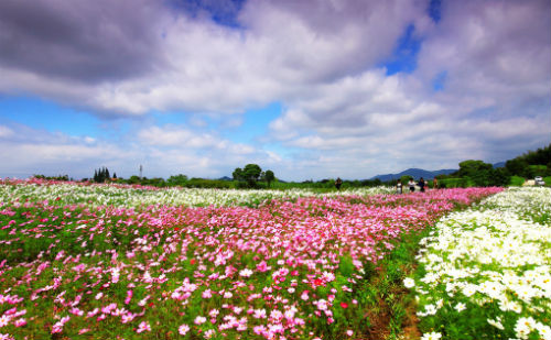 花花世界