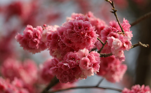 花簇锦攒