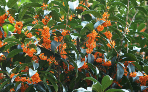 桂花