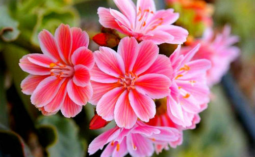 奇花异卉