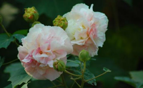 木芙蓉并蒂