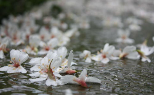 落花