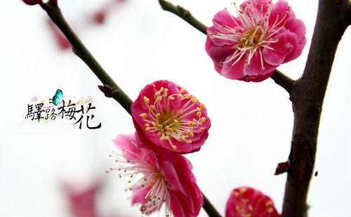 驿路梅花