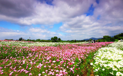 花花世界