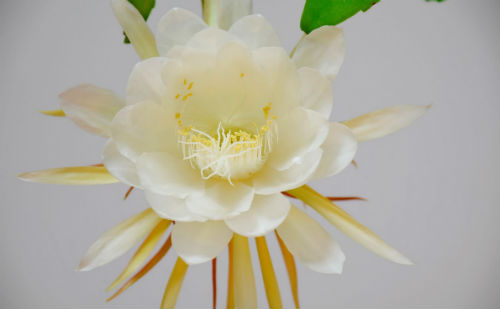昙花