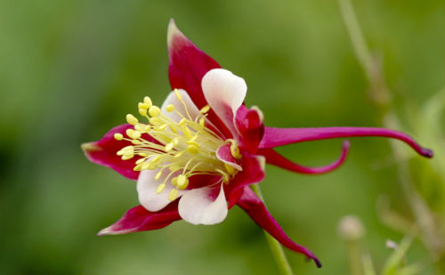奇花
