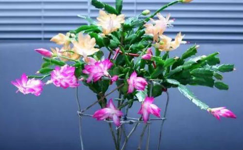 嫁接花木