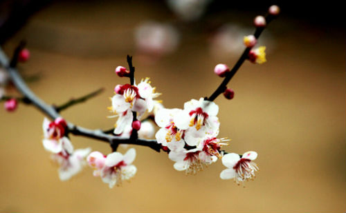 梅花