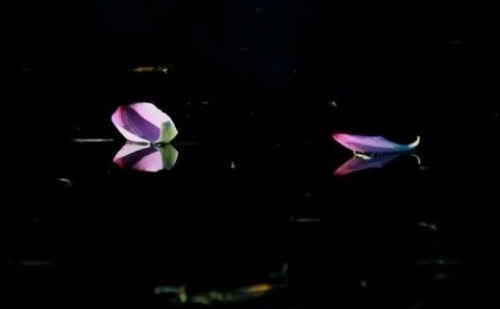 水流花谢