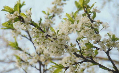 李子花