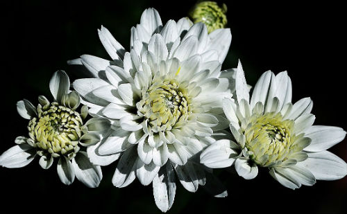 菊花