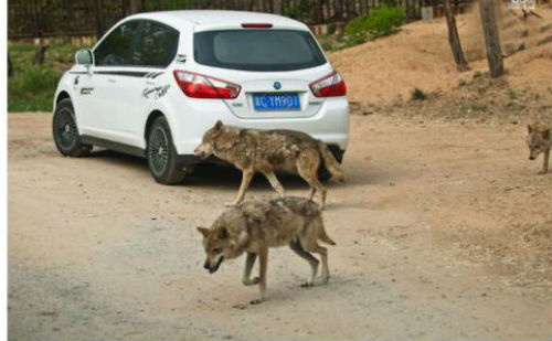 豺狼当道