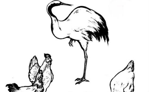 鹤困鸡群
