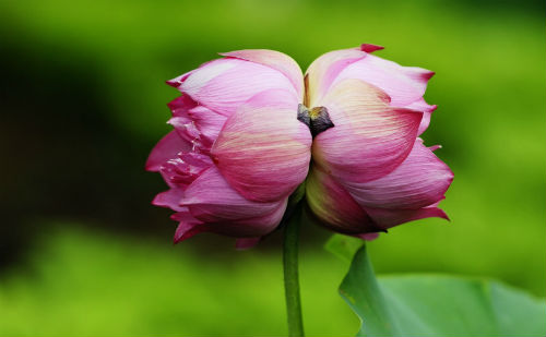 并蒂芙蓉