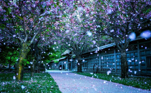 落花
