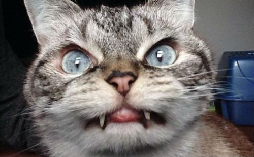 面目狰狞的猫