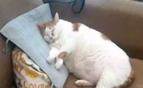 饱食终日的猫