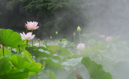雾里看花