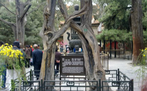 连理枝