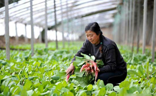 内蒙古反季蔬菜自给自足