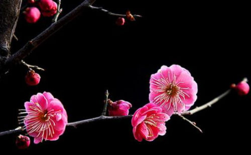 梅花
